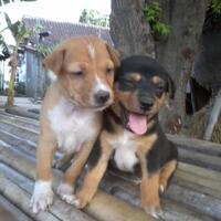 anjing-kampung-mongrel-mix-breed-campuran-silangan-lover039s---part-2