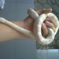 regiona-malang-reptil-lovers