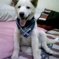 pencinta-anjing-kintamani-bali