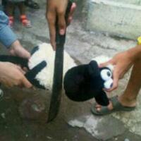 gan--kemaren-pas-kurban-ane-ngakak-lihat-gambar-ginian