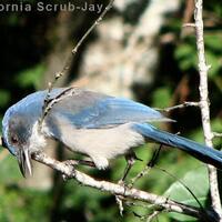 tradisi-pemakaman-burung-jay