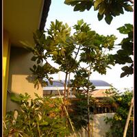 pohon-tin-pohon-ara-buah-tinbuah-ara-untuk-cancer-dan-collesterol-tinggi---part-2