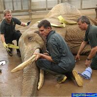 operasi-mata-pada-gajah-asia-penderita-katarak