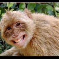 komik-lucu-yang-bikin-ngakak-guling-guling