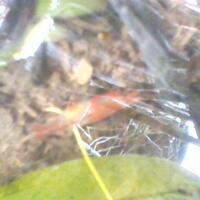 all-about-shrimp-red-cherry-red-bee-black-bee-neocaridina-caridina-dll