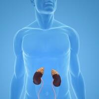 bagian-tubuh-yang-sering-diuangkan-kalau-kepepet