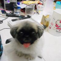 penggemar-anjing-pekingese