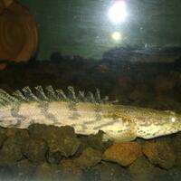 polypterus-aka-palmas-lounge-part-ii-ask-sharing--post-your-bichir-here