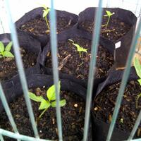 share-cabe-habanero---part-7