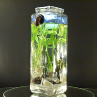 akuarium-yang-gak-perlu-dibersihin--gak-pake-listrik