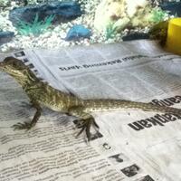 soa-layarhydrosaurus-amboinensis-weberi-pustulatus-keepers-come-in