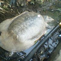 soft-shell-aka-labi-labi-lovers