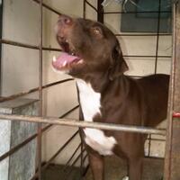 jual-pitbull-betina