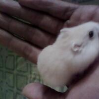 zalhamshop--peternak-hamster-murah-bandung