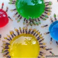 wow-perut-semut-bisa-berubah-warna-warni