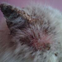 cat-lovers-kaskus-read-page-1-first---part-2