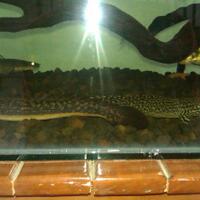 polypterus-aka-palmas-lounge-part-ii-ask-sharing--post-your-bichir-here