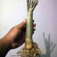 flora--share-adenium---part-2