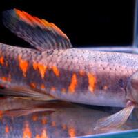 new--freshwater-fish-lounge---part-2