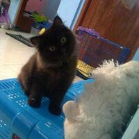 dijuluki-si-pembawa-sial-kucing-hitam-jarang-diadopsi