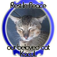 13-hal-yang-mungkin-tidak-anda-tahu-tentang-kucing-serba-13