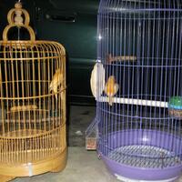 sharepecinta-kenari--jenis-finch-lain-blackthroat-engasr-mozambik-kumpul-disini