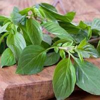 info-kemangi-yang-bermanfaat-banyak