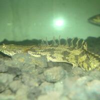 polypterus-aka-palmas-lounge-part-ii-ask-sharing--post-your-bichir-here