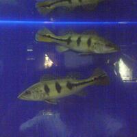 sharing-seputar-ikan-predator-ikan-buas---part-2