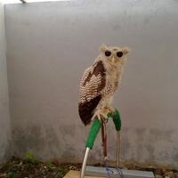 thread-khusus-burung-hantu-owl-kaskus---part-4