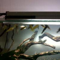 clinic-buat-tanya-jawab-penyakit2-ikan-hias