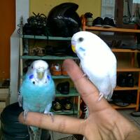 9733pet-lovers-regional-banten9733