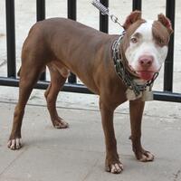 the-american-pitbull-lover039s---part-4