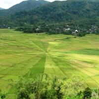 pemandangan-sawah-di-jepang