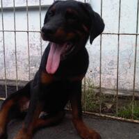 rottweiler-owners-and-lovers