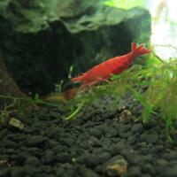 all-about-shrimp-red-cherry-red-bee-black-bee-neocaridina-caridina-dll