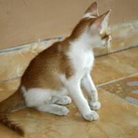 cat-lover-ini-gan-kucing-cewe-ane-lucu-abisss