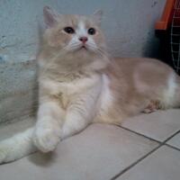 info-biro-jodoh-kucing-catlovers---read-page-1-first