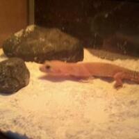 9788new-ask-about-leopard-gecko9788