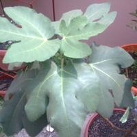 pohon-tin-pohon-ara-buah-tinbuah-ara-untuk-cancer-dan-collesterol-tinggi---part-2