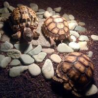 93787769378776937-all-about-tortoise-93787769378776937---part-2