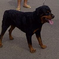 rottweiler-owners-and-lovers