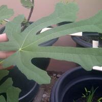 pohon-tin-pohon-ara-buah-tinbuah-ara-untuk-cancer-dan-collesterol-tinggi---part-2