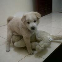 anjing-kampung-mongrel-mix-breed-campuran-silangan-lover039s---part-2