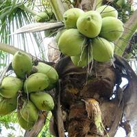 ane-punya-pertanyaaan-buat-agan-agan