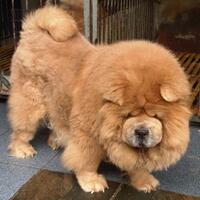 chowchow-lovers