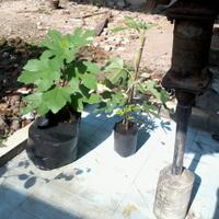 pohon-tin-pohon-ara-buah-tinbuah-ara-untuk-cancer-dan-collesterol-tinggi---part-2