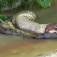 anaconda-muntahkan-seekor-sapi-jadi-sensasi-internet
