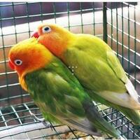 lovebirds