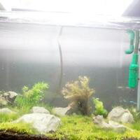 natural---low-tech-aquascape